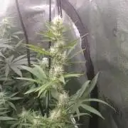sensi skunk and special kush 1