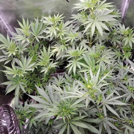 sensi skunk and special kush 1