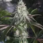 photo mix fastbud and sweetseeds