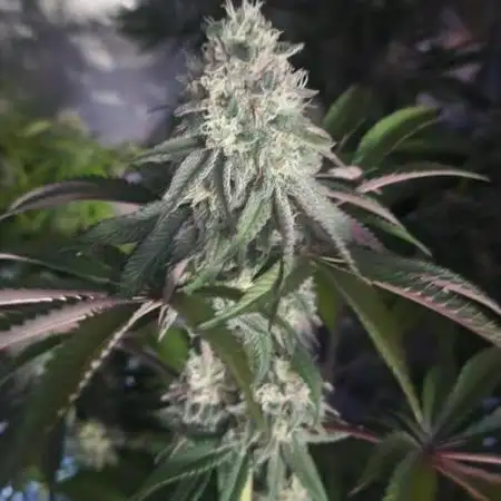 photo mix fastbud and sweetseeds