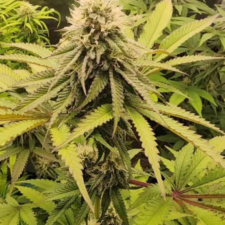 photo mix fastbud and sweetseeds