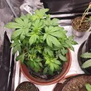 special growdiary