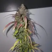 special growdiary