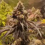 photo mix fastbud and sweetseeds