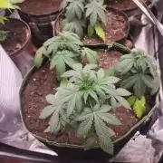 sensi skunk and special kush 1