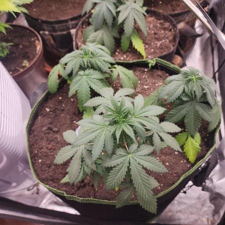 sensi skunk and special kush 1