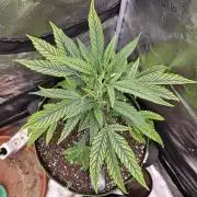 1st time clone vs seed