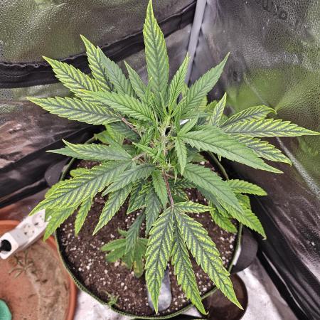 1st time clone vs seed