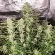 special growdiary