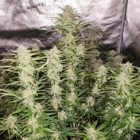 special growdiary