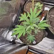 1st time clone vs seed