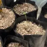 1 growdiare here