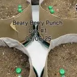Beary Berry Punch x 4