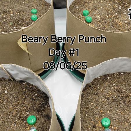 Beary Berry Punch x 4