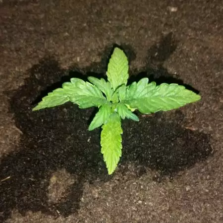 First Indoor Auto Grow