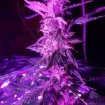 Green crack