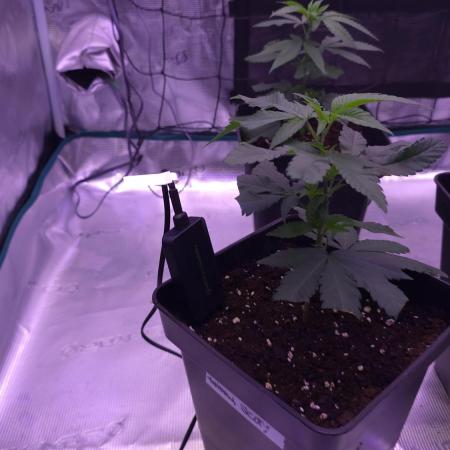 Tiger's Mint Jelousy x Banana Dessert