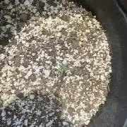 Growth pt1