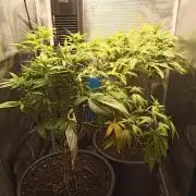 Annabelle's garden + Aristode seed co