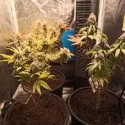 Shuga seed + Blimburn seed