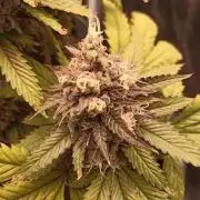 Shuga seed + Blimburn seed