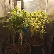 Annabelle's garden + Aristode seed co