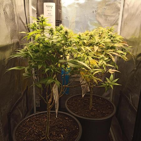 Annabelle's garden + Aristode seed co