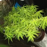 Kyoto and Raver waifu by shuga seed