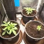 Ape origin + Diamonds river seeds +Kyoto