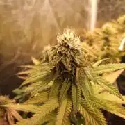 Shuga seed + Blimburn seed