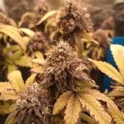 Annabelle's garden + Aristode seed co