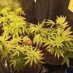 Shuga seed + Blimburn seed