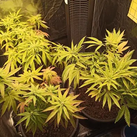 Shuga seed + Blimburn seed