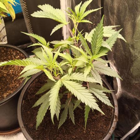 Kyoto and Raver waifu by shuga seed