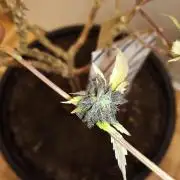 Annabelle's garden + Aristode seed co