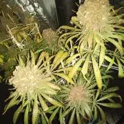Ape origin + Diamonds river seeds +Kyoto