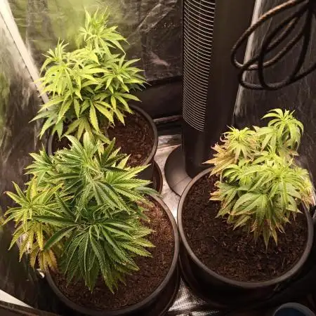 Shuga seed + Blimburn seed