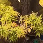 Shuga seed + Blimburn seed