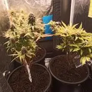 Shuga seed + Blimburn seed