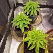 GMO x GG#4 by Blanco Genetix test 1/2