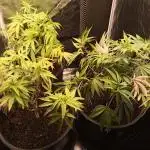 Shuga seed + Blimburn seed