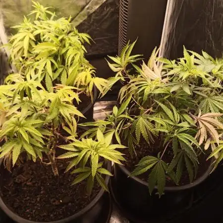 Shuga seed + Blimburn seed