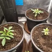 Ape origin + Diamonds river seeds +Kyoto