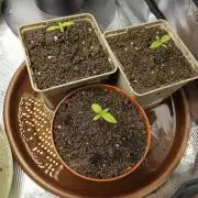 GMO x GG#4 by Blanco Genetix test 2/2