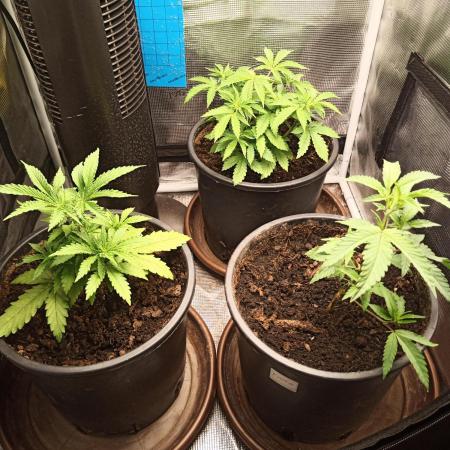 Ape origin + Diamonds river seeds +Kyoto