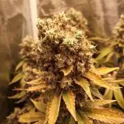 Ape origin + Diamonds river seeds +Kyoto