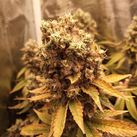 Ape origin + Diamonds river seeds +Kyoto