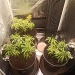 Shuga seed + Blimburn seed