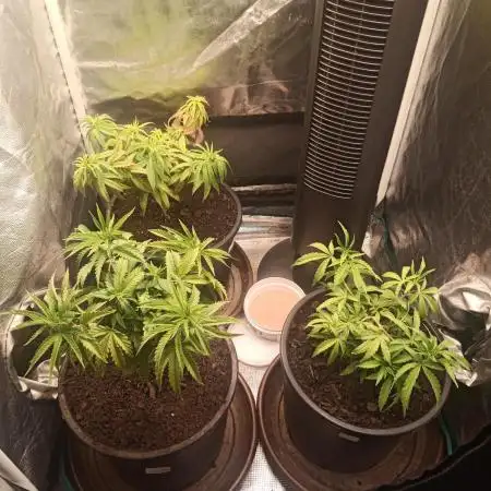 Shuga seed + Blimburn seed