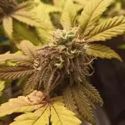 Annabelle's garden + Aristode seed co